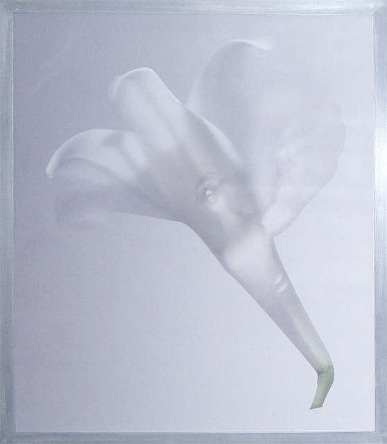 Winged Woman in White Lily